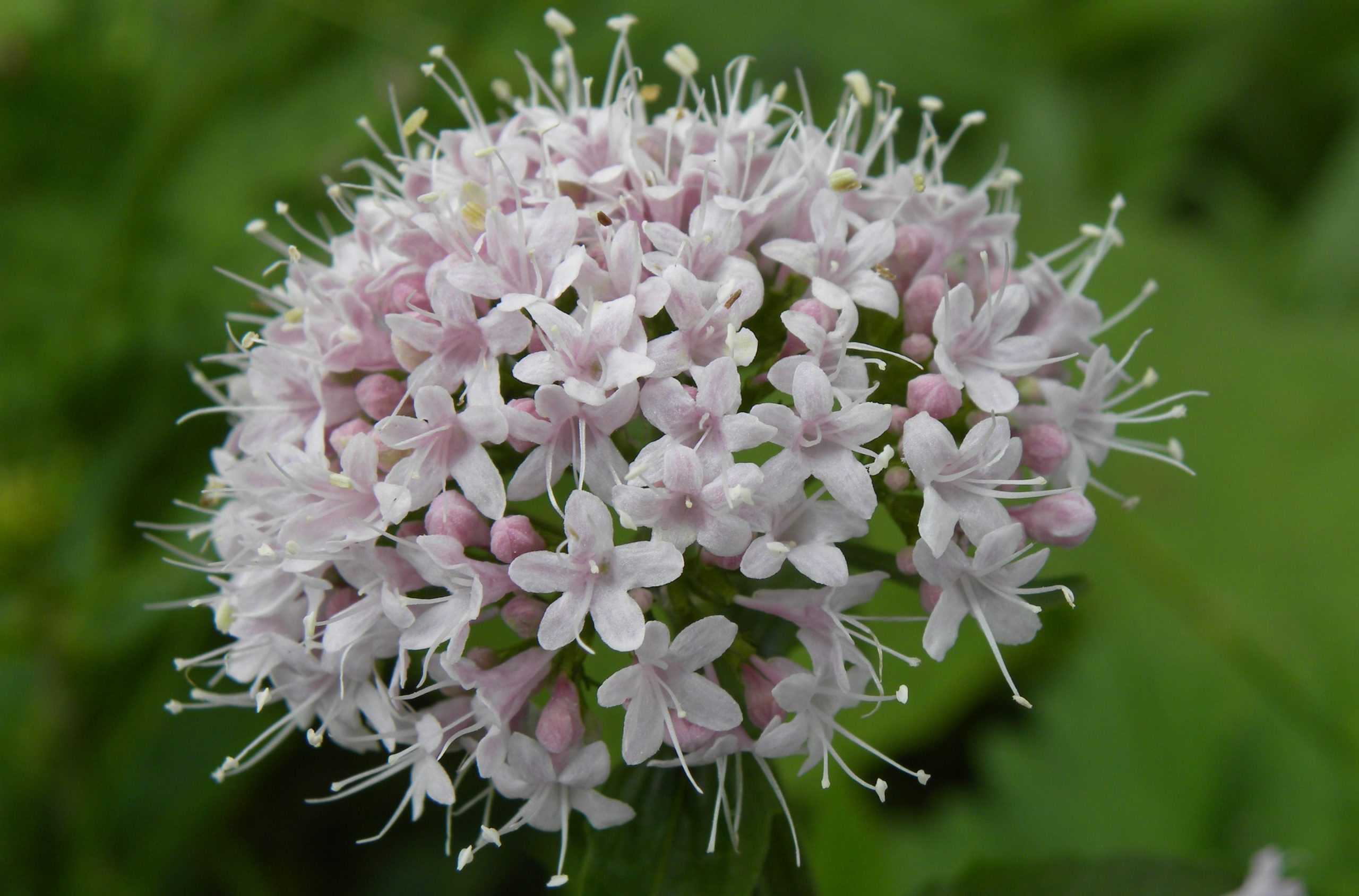 Valeriana